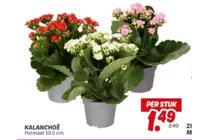 kalanchoe