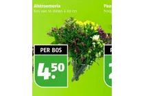 alstroemeria bos
