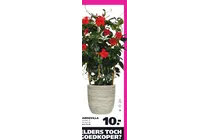 mandevilla