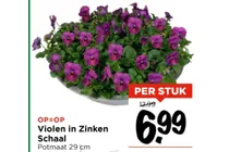 violen in zinken schaal