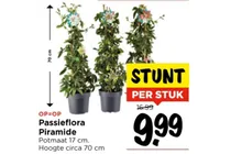 passieflora piramide