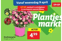 struikmargriet