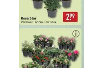 rosa star