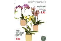 orchidee