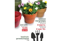 spaanse margrietjes