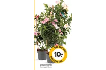 dipladenia rek