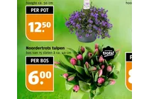 noordertrots tulpen
