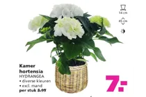 kamer hortensia