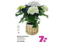 kamer hortensia