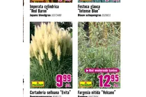 festuca glauca intense blue