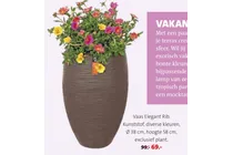vaas elegant rib