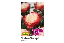 struikroos nostalgie