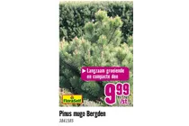pinus mugo bergden