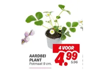 aardbei plant