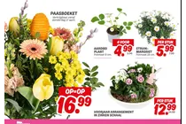 aardbei plant