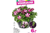 petunia in hangpot