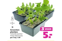 groentenplantjes