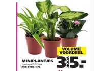 miniplantjes