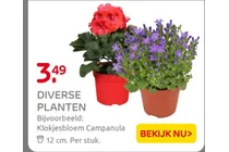 klokjesbloem campanula