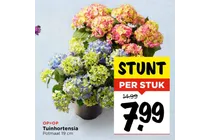 tuinhortensia