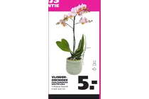 vlinder orchidee