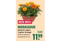 gazania rigens jupiter orange
