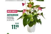 anthurium livium red