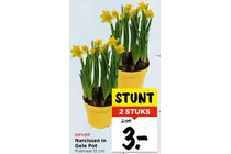 narcissen in gele pot