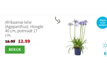 afrikaanse lelie