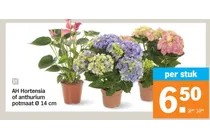 hortensia of anthurium