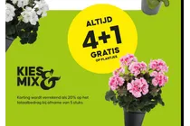 geranium