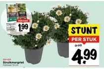 struikmargriet