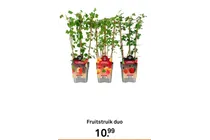 fruitstruik