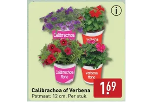 calibrachoa of verbena