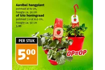 aardbei hangplant