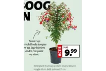 bellenplant op stam