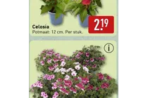 celosia
