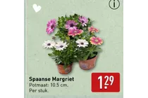 spaanse margriet