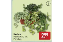 hedera