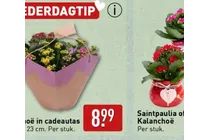 saintpaulia of kalanchoe