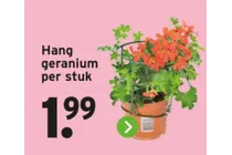 hang geranium