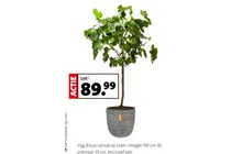 vijg ficus carica op stam