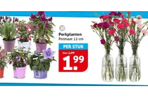 perkplant