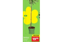 appelboom