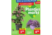 fuchsiastruik