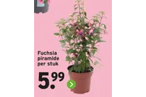 fuchsia piramide