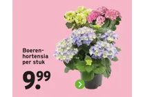 boerenhortensia