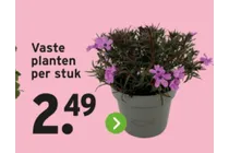 vaste plant