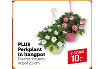 perkplant in hangpot