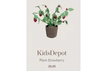 plant strawberry
